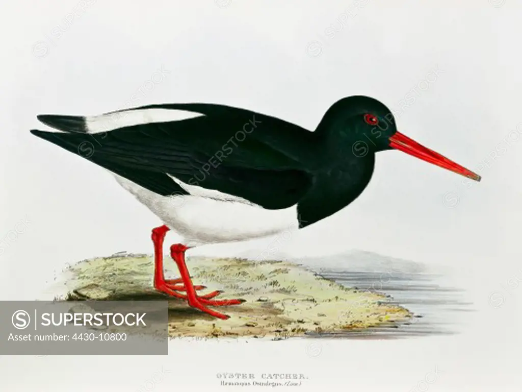 zoology animal avian bird charadriidae eurasian oystercatcher (haematopus ostralegus) colour lithograph by John Gould (1804 - 1881) from ""Birds of Europe"" London 1832 1837 private collection,