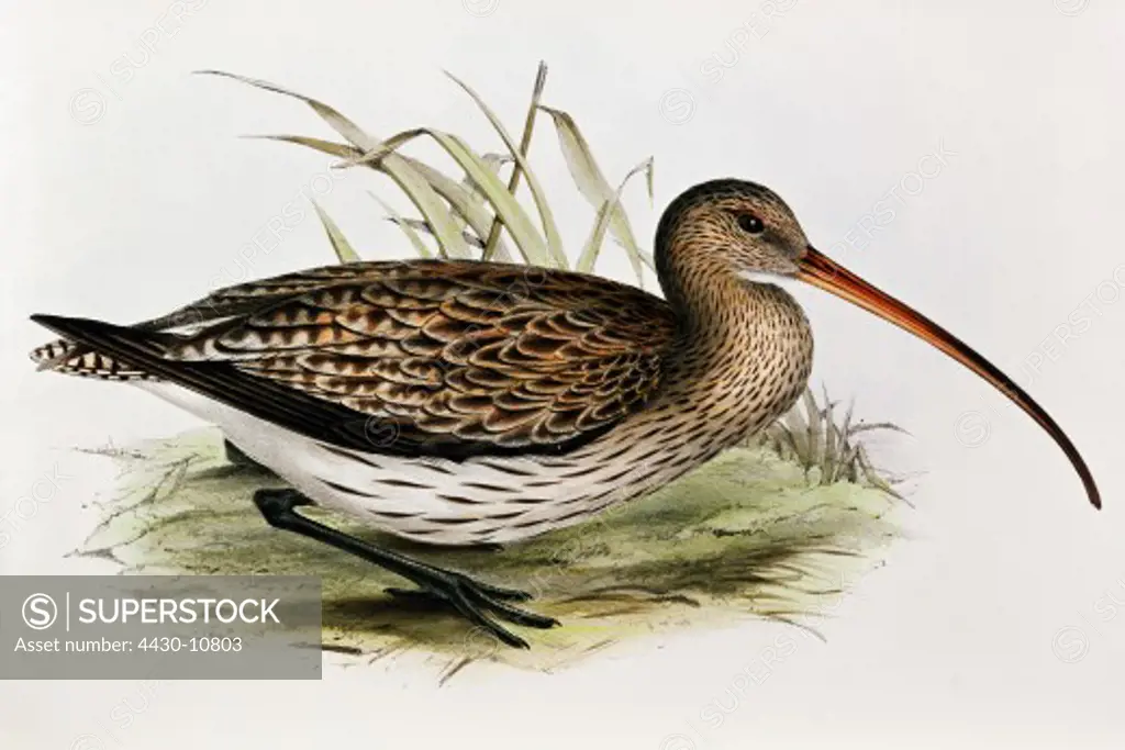 zoology animal avian bird scolopacidae eurasian curlew (numenius arquata) colour lithograph by John Gould (1804 - 1881) from ""Birds of Europe"" London 1832 1837 private collection,
