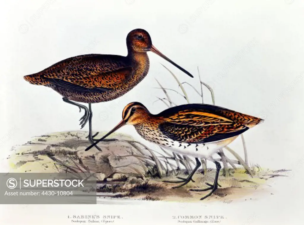 zoology animal avian bird scolopacidae sabine `s snipe (scolopax sabini) colour lithograph by John Gould (1804 - 1881) from ""Birds of Europe"" London 1832 1837 private collection,