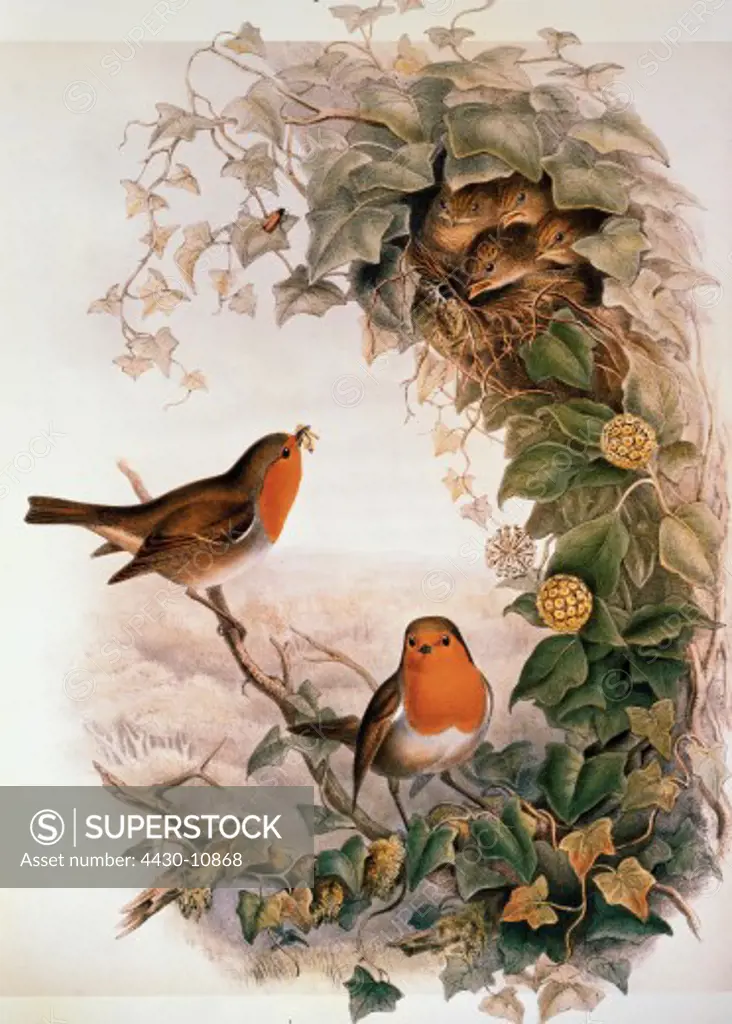 zoology birds European Robin (Erithacus rubecula) colour lithograph ""The Birds of Great Britain"" by John Gould 1862 - 1873 private collection,
