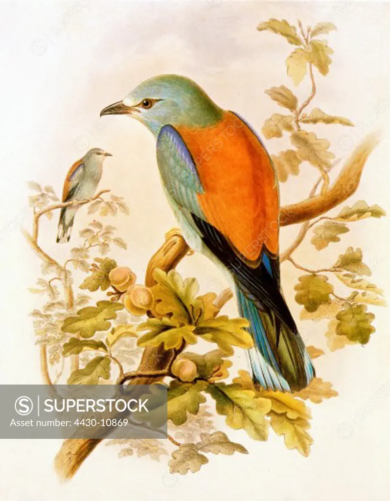 zoology birds European Roller Coracias garrulus) colour lithograph ""The Birds of Great Britain"" by John Gould 1862 - 1873 private collection,