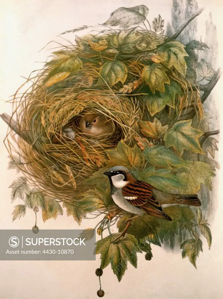 zoology birds House Sparrow (Passer domesticus) colour lithograph ""The Birds of Great Britain"" by John Gould 1862 - 1873 private collection,