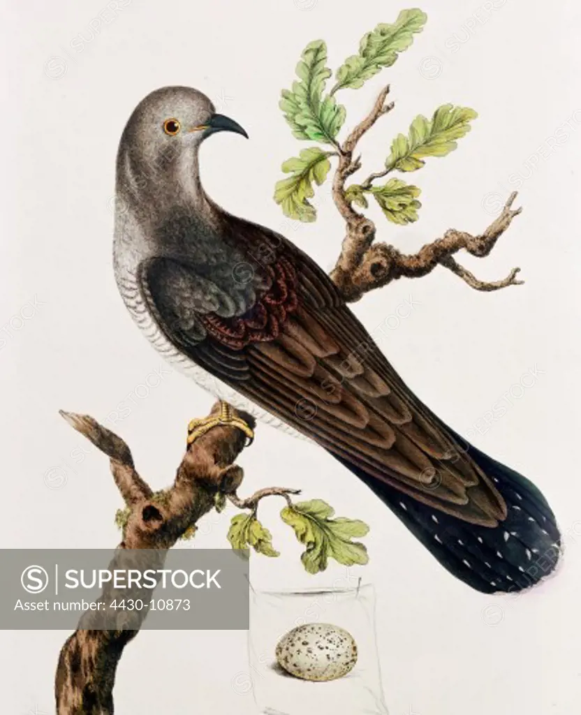 zoology birds Common Cockoo (Cuculus canorus) colour lithograph Germany 1st half 19th century privat collection,