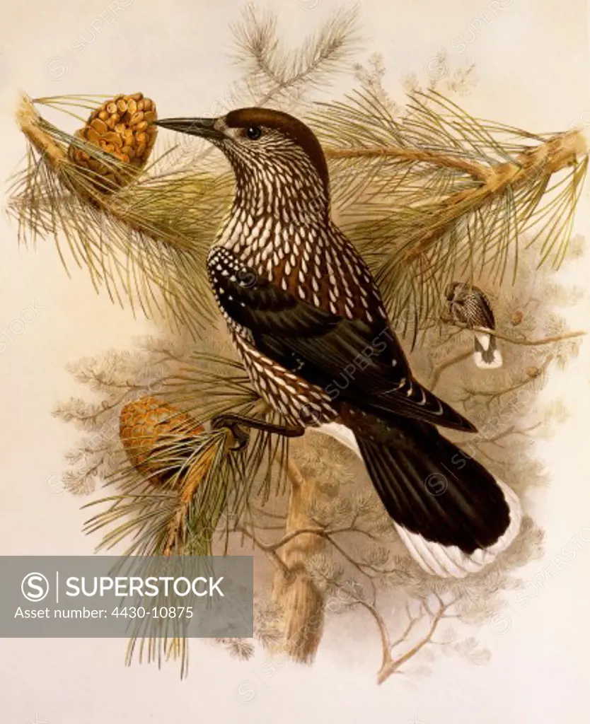 zoology birds Spotted Nutcracker (Nucifraga carycatactes) colour lithograph ""The Birds of Great Britain"" by John Gould 1862 - 1873 private collection,