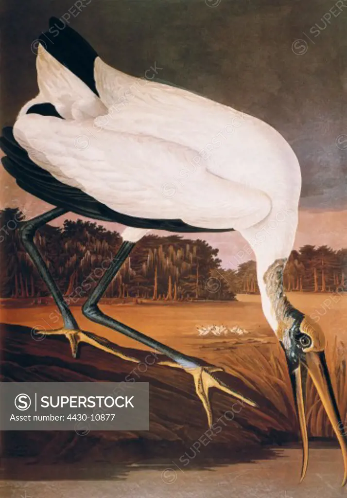 zoology birds Wood Stork (Mycteria americana) Aquatinta ""The Birds of America"" by John James Audubon 1827 - 1838 private collection Washington DC,