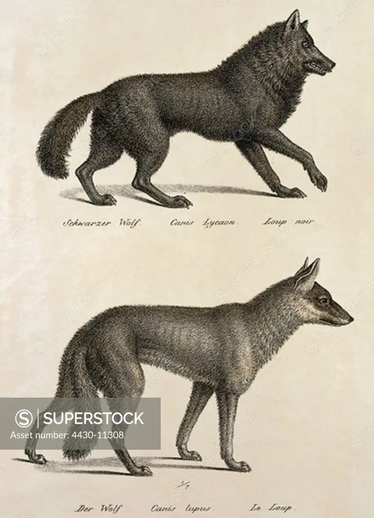 zoology animal mammal mammalian wolfs above: Eastern Wolf (Canis lupus lycaon) below: Eurasian Wolf (Canis lupus lupus) chalk lithograph coloured by Carl J. Brodtmann from ""Naturhistorische Abbildungen der Saeugethiere"" (Natural historic images of mammals) Zurich Switzerland 1827 private collection,