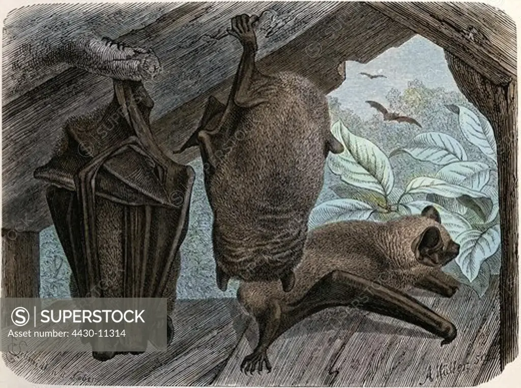 zoology animals mammal mammalian bats (Chiroptera) vesper bats (Vespertilionidae) Common noctule (Nyctalus noctula) wood engraving coloured from ""Die Saeugetiere"" by Alfred Brehm Leipzig Germany 1893 private collection,