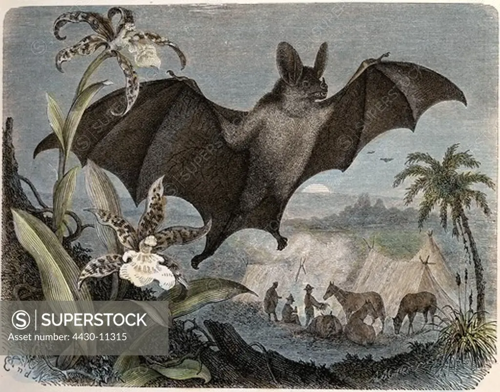 zoology animals mammal mammalian bats (Chiroptera) leaf-nosed bats (Phyllostomidae) Spectral bat (Vampyrum spectrum) wood engraving coloured from ""Die Saeugetiere"" by Alfred Brehm Leipzig Germany 1893 private collection,