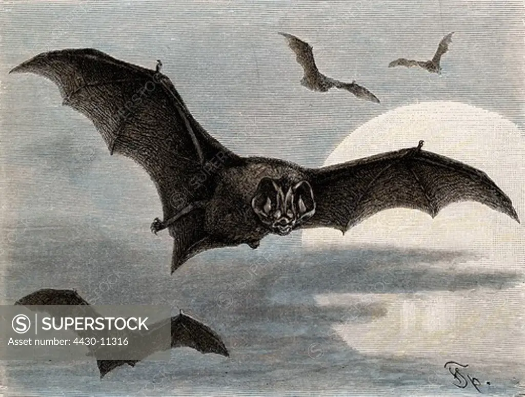 zoology animals mammal mammalian bats (Chiroptera) Barbastella Barbastelle (Barbastella barbastellus) wood engraving coloured from ""Die Saeugetiere"" by Alfred Brehm Leipzig Germany 1893 private collection,