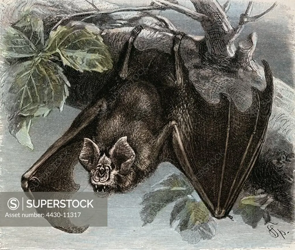 zoology animals mammal mammalian bats (Chiroptera) horseshoe bats (Rhinolophidae) Greater horseshoe bat (Rhinolophus ferrumequinum) wood engraving coloured from ""Die Saeugetiere"" by Alfred Brehm Leipzig Germany 1893 private collection,