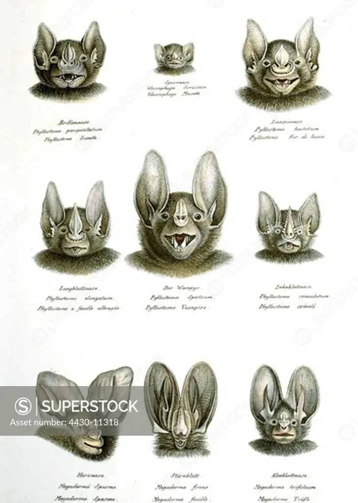 zoology animal mammal mammalian bats (Chiroptera) Microchiroptera leaf-nosed bats (Phyllostomidae) different species lithograph coloured by Carl J. Brodtmann from ""Naturhistorische Abbildungen der Saeugethiere"" (Natural historic images of mammals) Zurich Switzerland 1827 private collection,