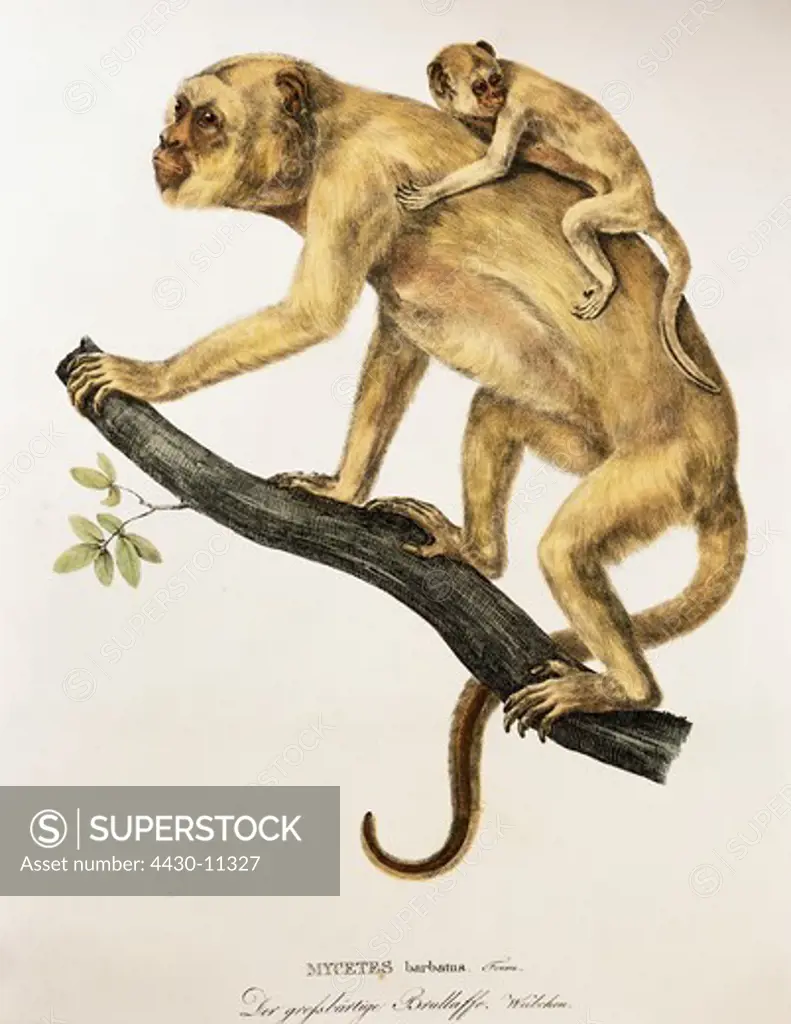 zoology animal mammal mammalian monkeys howlers Grey-handed howler (Mycetes barbatus) female with cub lithograph coloured from ""Simiarum et Vespertilionum Brasiliensium species novae"" by Johann Baptist von Spix (1781 - 1826) Munich Germany 1823 Bavarian State Collection for Zoology,