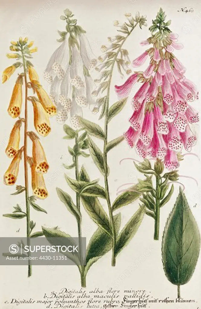 botany White Foxglove (Digitalis alba) plant leafs and blossoms engraving to ""Phytantoza Iconographia"" by Johann Wilhelm Weinmann Regensburg 1737 - 1745 private collection,