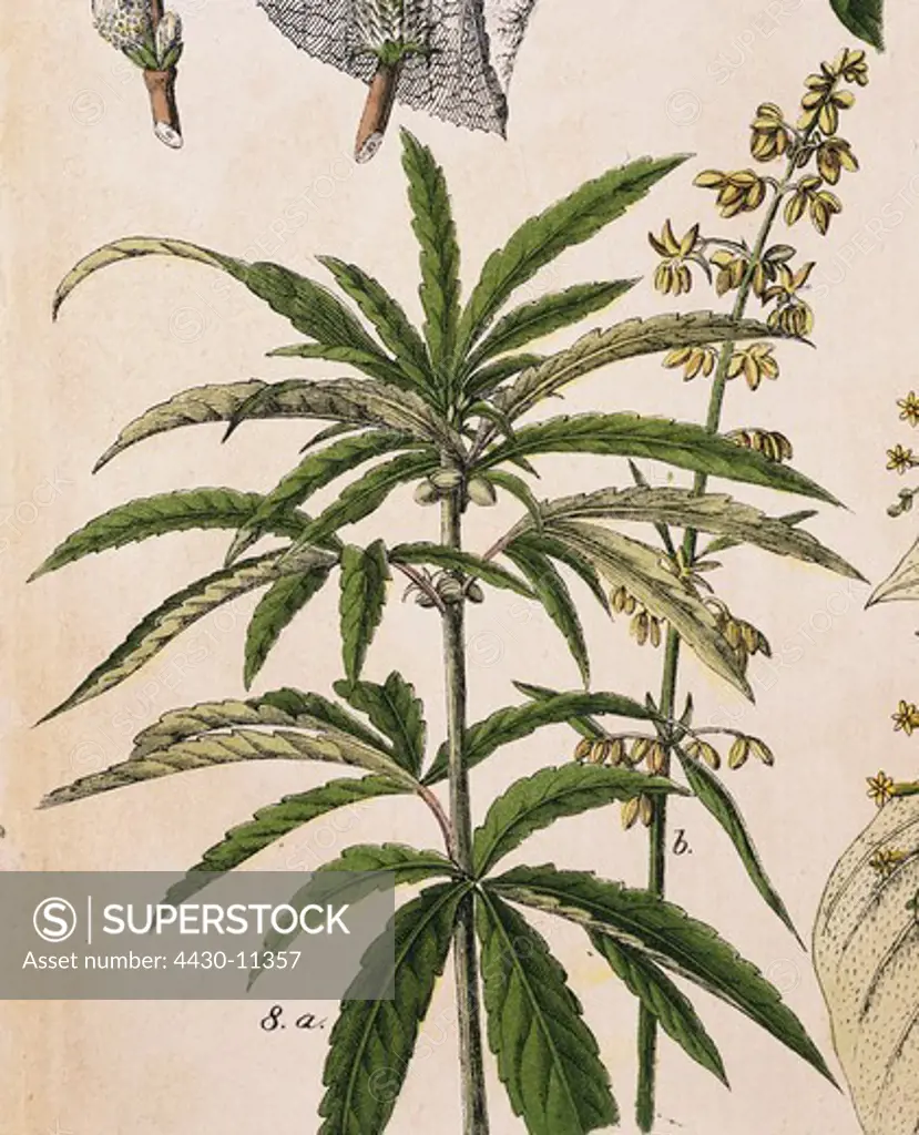 botany Hemp (Cannabis sativa L.) lithograph ""Naturgeschichte des Pflanzenreichs"" publisher J. S. Schreiber Esslingen 1869 private collection,