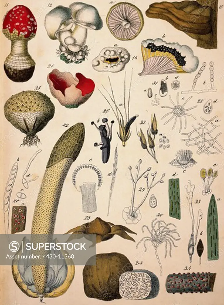 botany mushrooms lithograph ""Naturgeschichte des Pflanzenreichs"" publisher J. S. Schreiber Esslingen 1869 private collection,