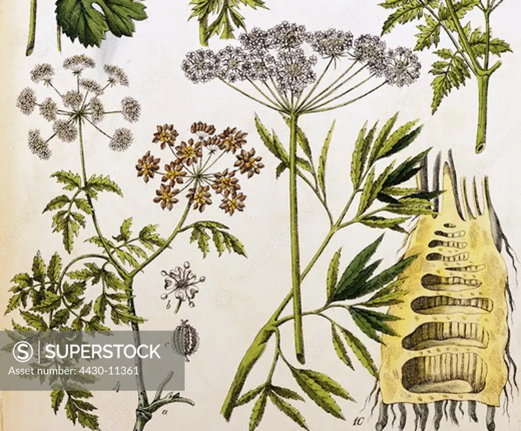 botany Hemlock Poison Hemlock (Conium maculatum) and Nother Water Hemlock (Cicuta virosa) lithograph ""Naturgeschichte des Pflanzenreichs"" publisher J. S. Schreiber Esslingen 1869 private collection,