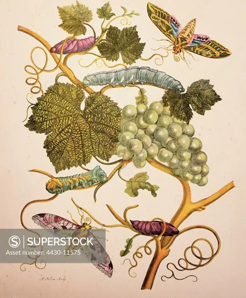zoology insect hawk moths caterpillars cocoons grape copper engraving watercoloured from ""Metamorphosis insectorum Surinamensium"" by Maria Sibylla Merian (1647 - 1717) Amsterdam Netherlands 1705 private collection,