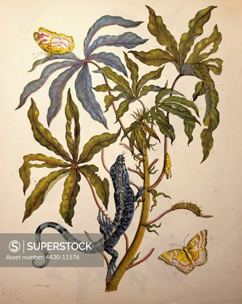 zoology insect butterfly caterpillar cocoon plant lizard copper engraving watercoloured from ""Metamorphosis insectorum Surinamensium"" by Maria Sibylla Merian (1647 - 1717) Amsterdam Netherlands 1705 private collection,