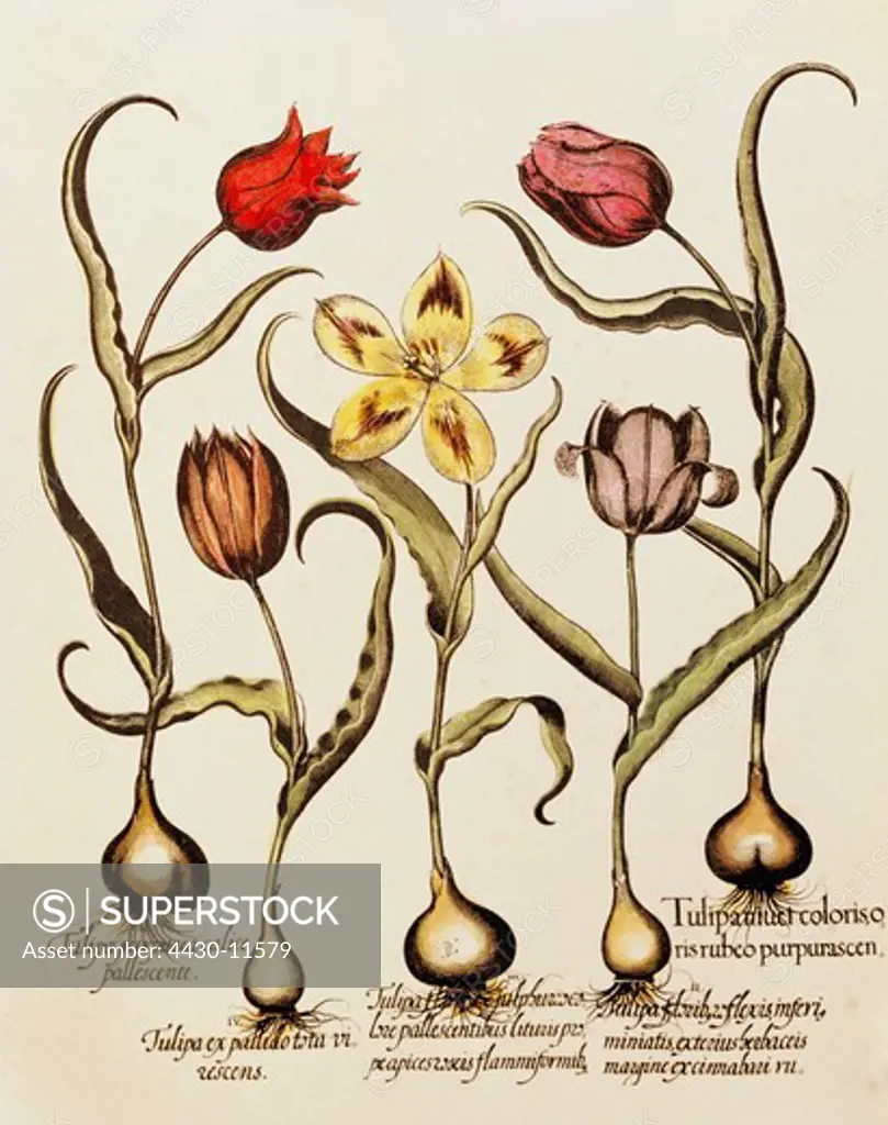 botany flowers tulips (Tulipa) copper engraving coloured 29 cm x 20.5 cm from ""Hortus Eystettensis"" by Basilius Besler (1561- 1629) Eichstaett Germany 1613 private collection,