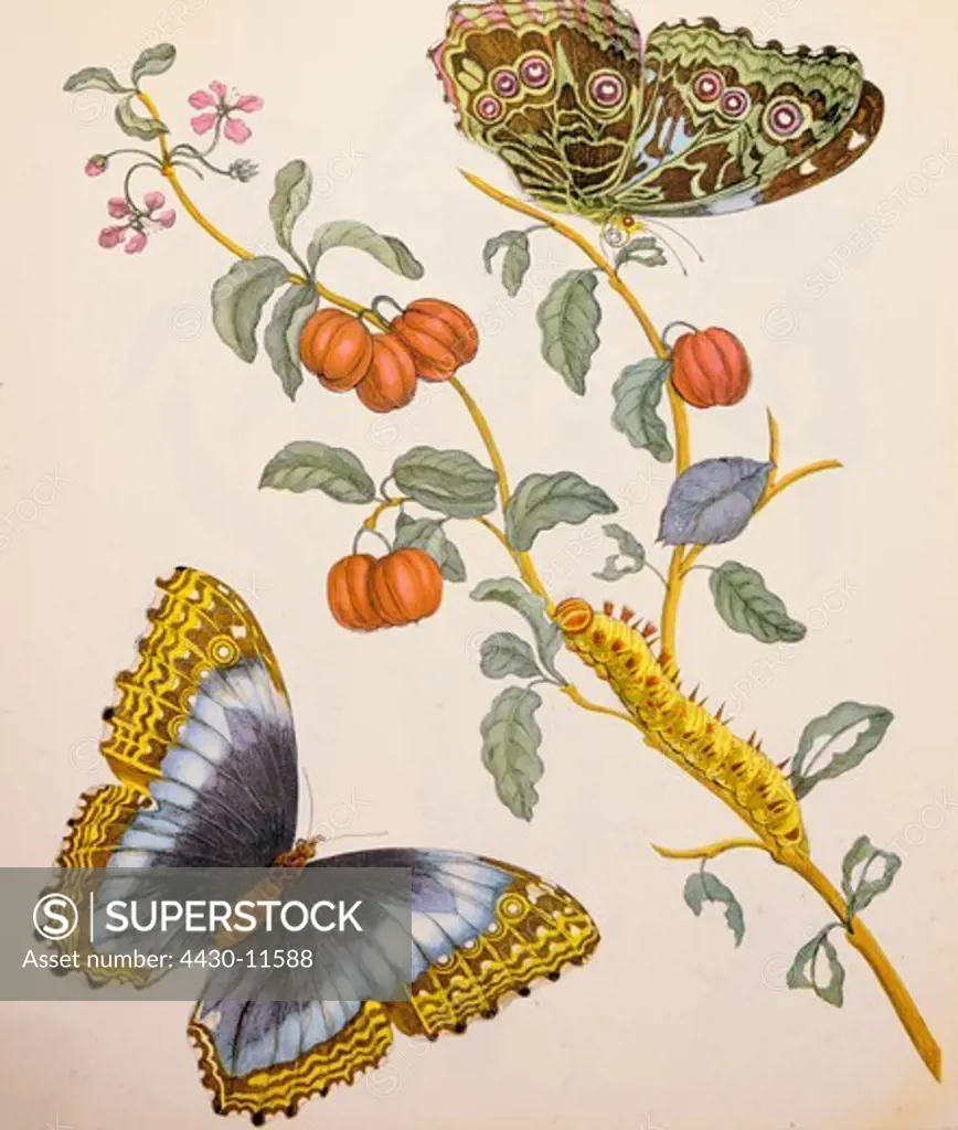 zoology insect butterfly caterpillar blooming bush copper engraving watercoloured from ""Metamorphosis insectorum Surinamensium"" by Maria Sibylla Merian (1647 - 1717) Amsterdam Netherlands 1705 private collection,