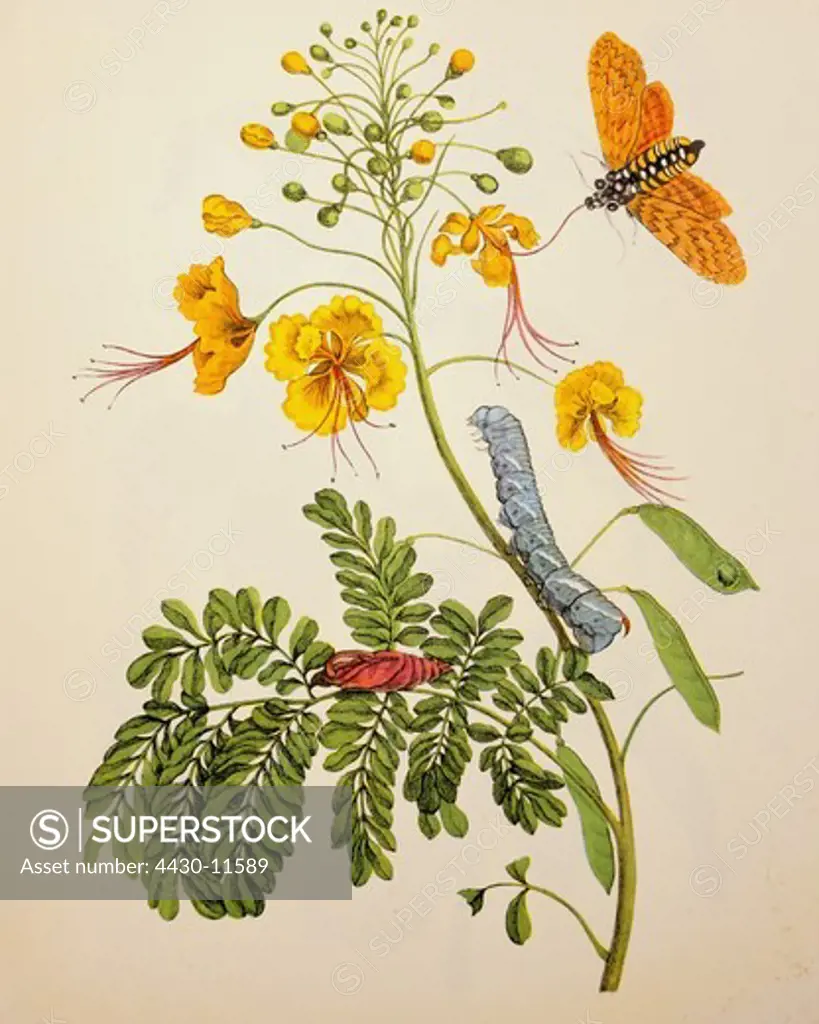 botany flowers Faboidium watercolour ""Metamorphosis insectorum Surinamensium"" by Maria Sibylla Merian Amsterdam 1705 private collection,