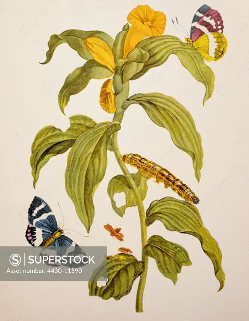 zoology insect butterfly caterpillar blooming plant copper engraving watercoloured from ""Metamorphosis insectorum Surinamensium"" by Maria Sibylla Merian (1647 - 1717) Amsterdam Netherlands 1705 private collection,