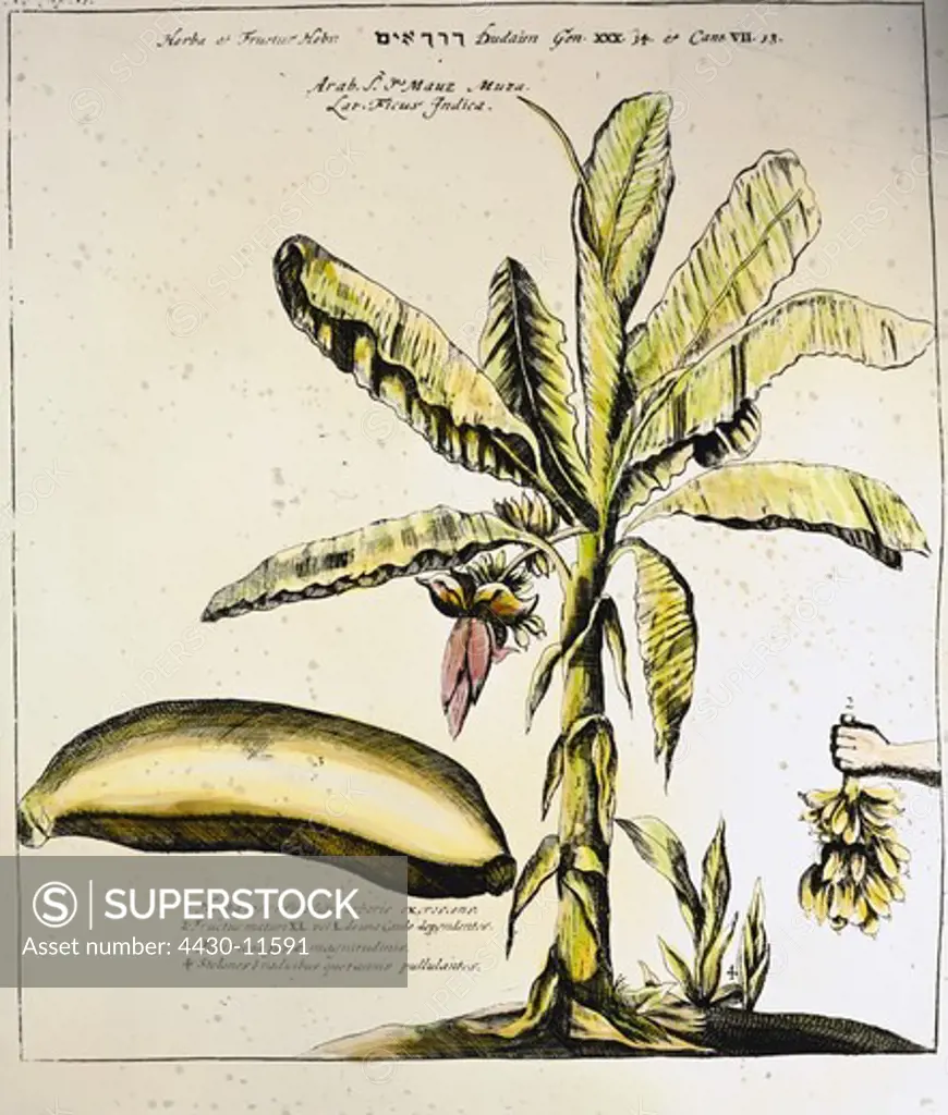 botany fruit and vegetable banana (Musa) copper engraving coloured from ""Museum museorum"" by Michael Bernhard Valentini Fankfurt on the Main Germany 1714 private collection,
