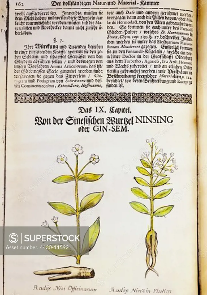 botany medicinal plants ginseng (Panax ginseng) copper engraving coloured from ""Museum museorum"" by Michael Bernhard Valentini Fankfurt on the Main Germany 1714 private collection,
