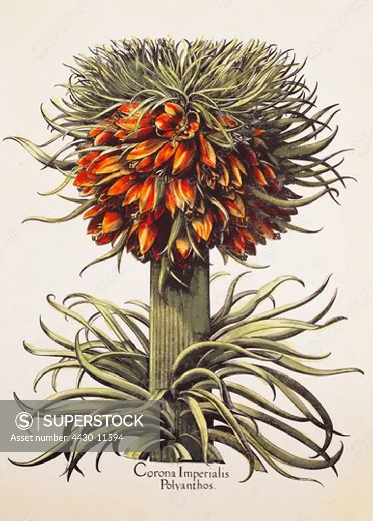 botany flowers Fritillaria Crown imperial (Fritillaria imperialis) copper engraving coloured from ""Hortus Eystettensis"" by Basilius Besler (1561- 1629) Eichstaett Germany 1613 private collection,
