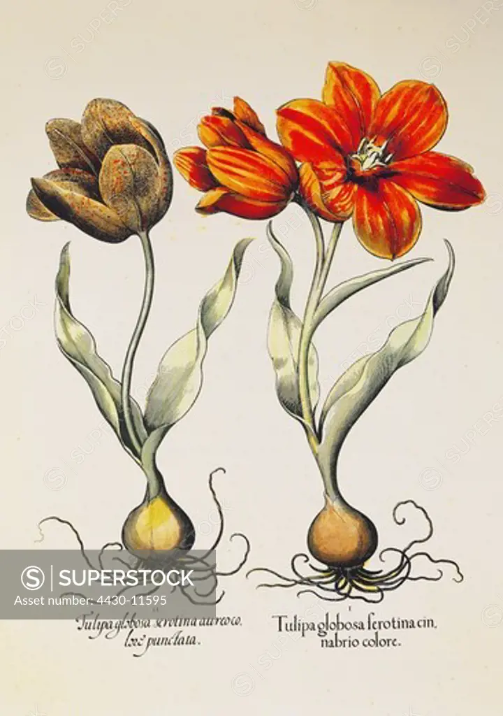 botany flowers tulips (Tulipa) copper engraving coloured 29 cm x 20.5 cm from ""Hortus Eystettensis"" by Basilius Besler (1561- 1629) Eichstaett Germany 1613 private collection,