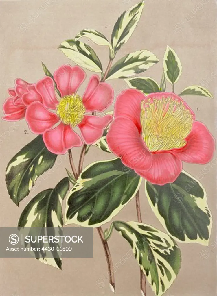 botany flowers Camellia Japanese Camellia (Camellia japonica) Christmas Camellia (Camellia sasanqua) colour lithograph 25.6 cm x 16.8 cm by L. Stroobant Ghent Belgium circa 1840 private collection,