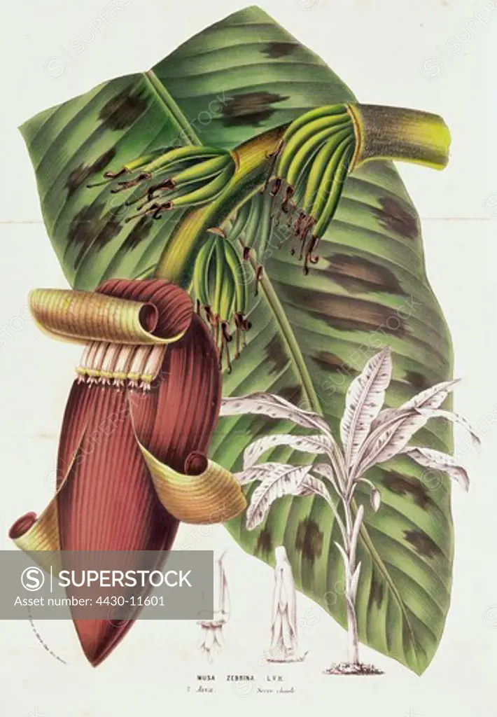 botany bananas blood banana (Musa zebrina Musa sumatrana) blossom colour lithograph from ""Horto Van Houtteano"" by Louis Van Houtte Amsterdam Holland circa 1840 private collection,