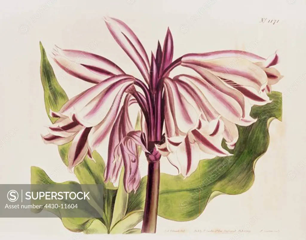 botany flowers lily (Lilium) steel engraving coloured published by T. Curtis London England 1809 private collection,
