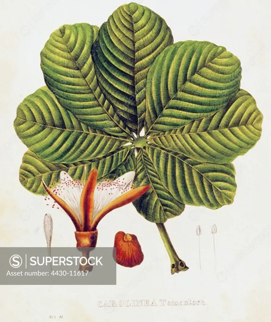 botany trees ""Carolinea Tomentosa"" lithograph coloured 36.3 cm x 26 cm private collection,
