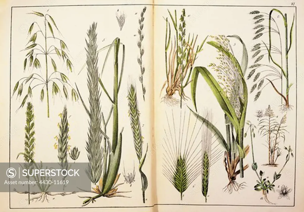 botany grasses cereal from ""Naturgeschichte des Pflanzenreichs in Bildern"" (Natural history of the kindom of plants in pictures) Stuttgart Esslingen Germany 1853 private collection,