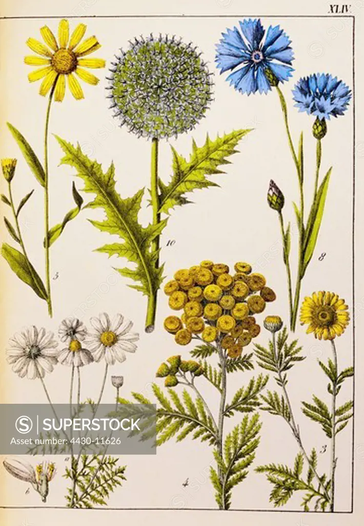 botany flowers from ""Naturgeschichte des Pflanzenreichs in Bildern"" (Natural history of the kindom of plants in pictures) Stuttgart Esslingen Germany 1853 private collection,