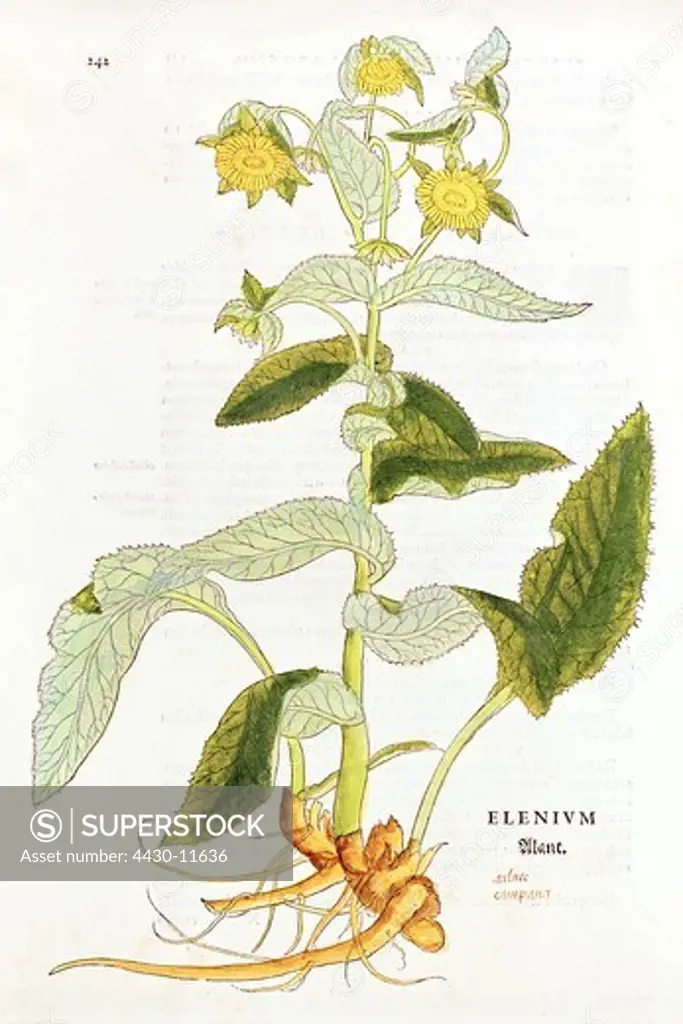 botany herbs elecampane (Inula helenium) woodcut coloured from ""De historia stirpium"" by Leonhart Fuchs Basel Switzerland 1542,