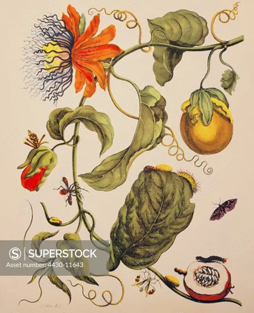 botany flowers Passion flower (Passiflora) watercolour ""Metamorphosis insectorum Surinamensium"" by Maria Sibylla Merian Amsterdam 1705 private collection,