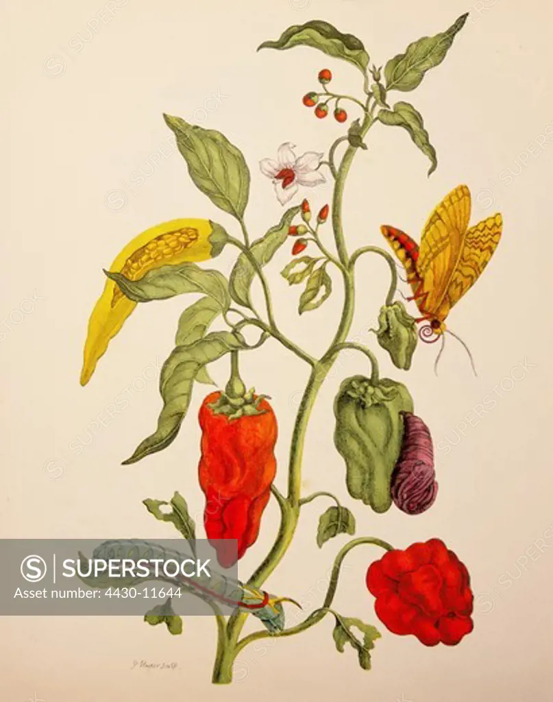 botany flowers vegetables bell pepper (Capsicum annum) watercolour ""Metamorphosis insectorum Surinamensium"" by Maria Sibylla Merian Amsterdam 1705 private collection,