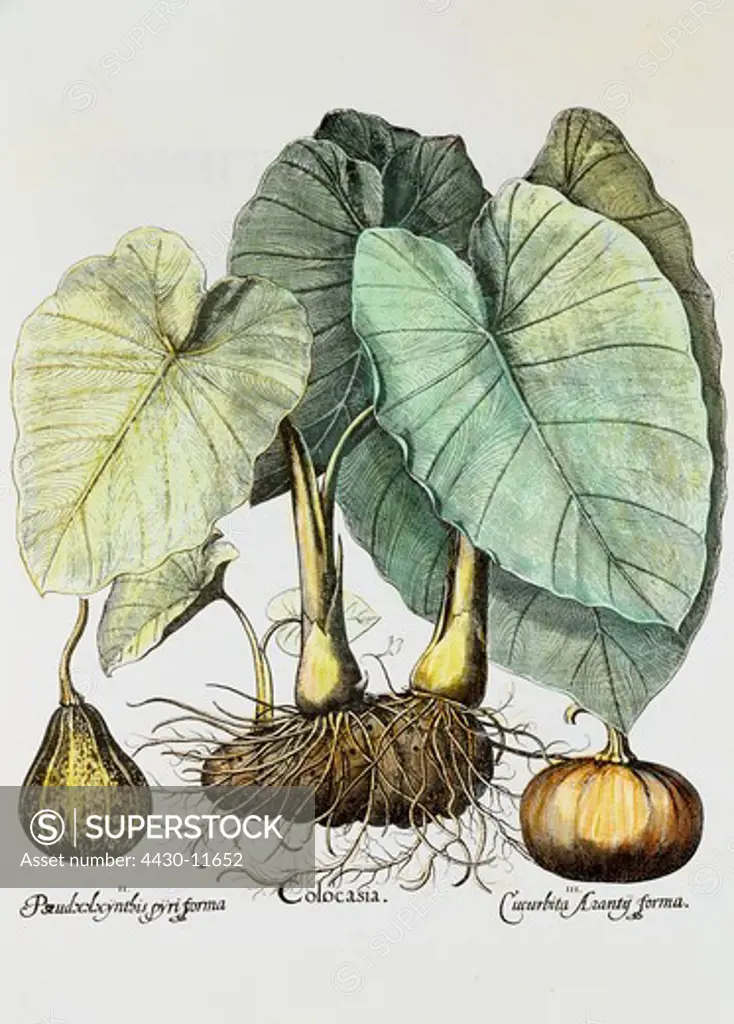 botany vegetable taro (Colocasia esculenta) copper engraving coloured from ""Hortus Eystettensis"" by Basilius Besler (1561 - 1629) Eichstaett Germany 1613 private collection,
