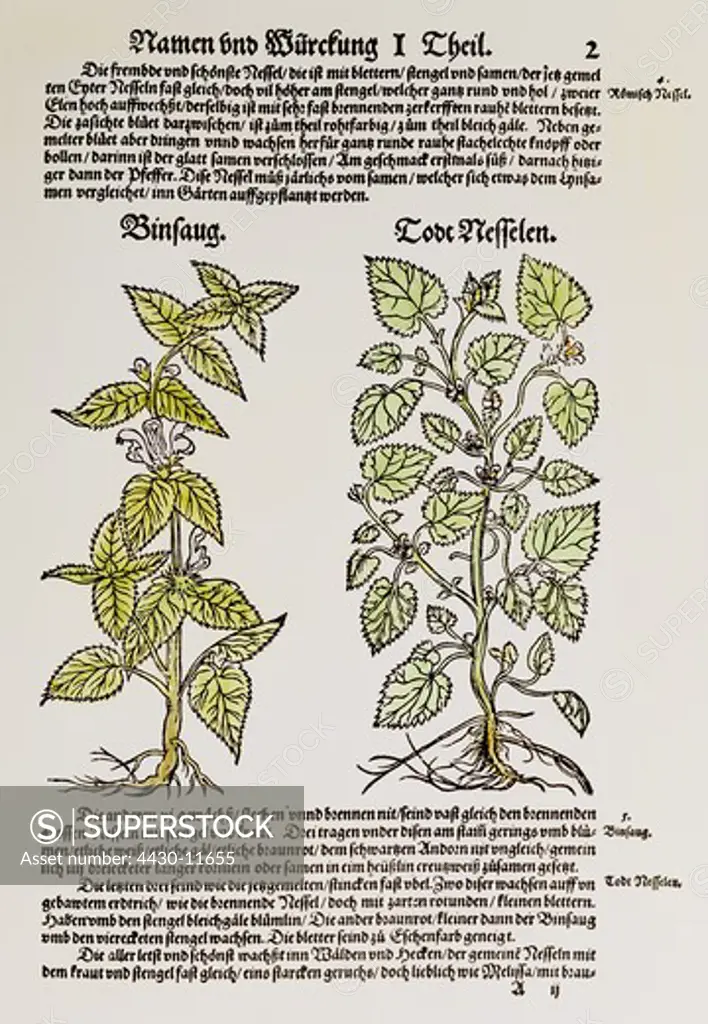 botany herbs red deadnettle (Lamium purpureum) and black horehound (Ballota nigra) woodcut coloured from ""Neues Kraeuterbuch"" (New herbal book) by Hieronymus Bock (1498 - 1554) Strasbourg Germany 1577,