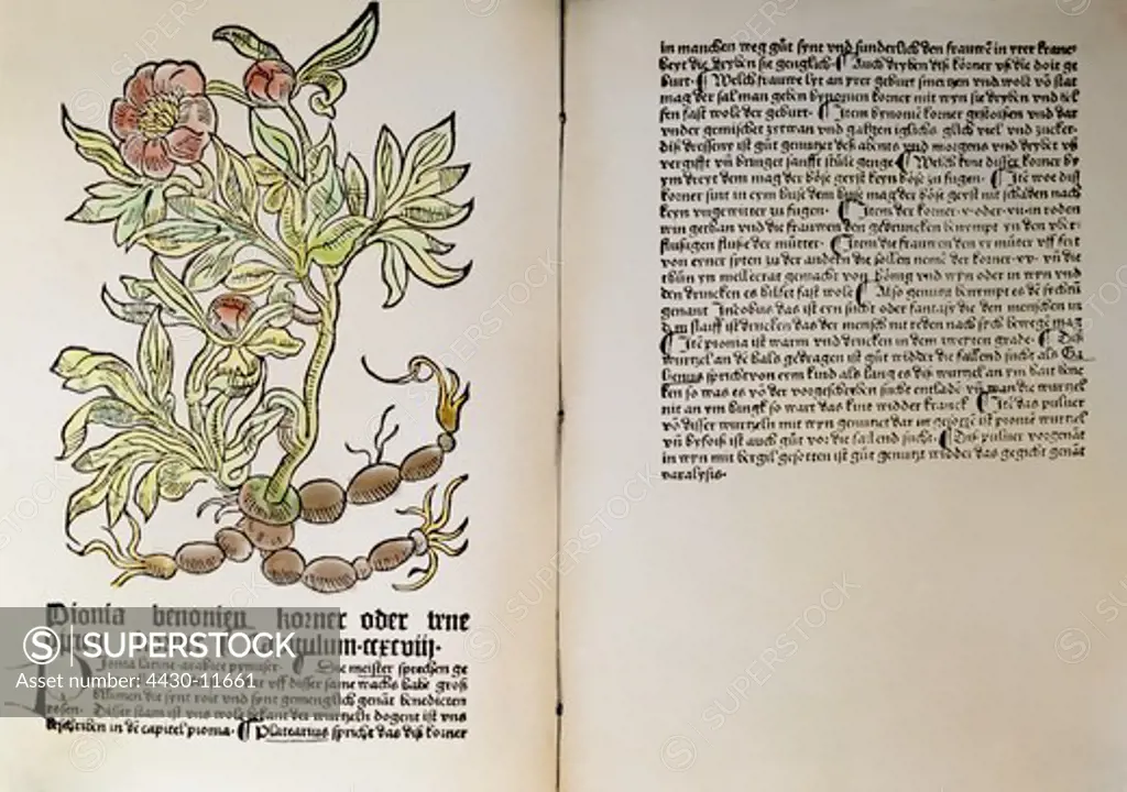 medicine textbooks ""Hortus sanitatis"" by Johannes von Cube printed by Peter Schoeffer Mainz Germany 1485 peony woodcut coloured private collection,