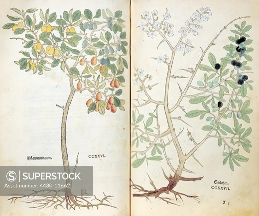 botany herbs blackthorn (Prunus spinosa) from ""Neues Kraeuterbuch"" (New herbal book) by Leonhart Fuchs woodcut by Heinrich Fuellmaurer coloured drawn by Albrecht Mayer printed at M. Isingrin Basel Switzerland 1544 double page 226 227 38 x 22 cm private collection,