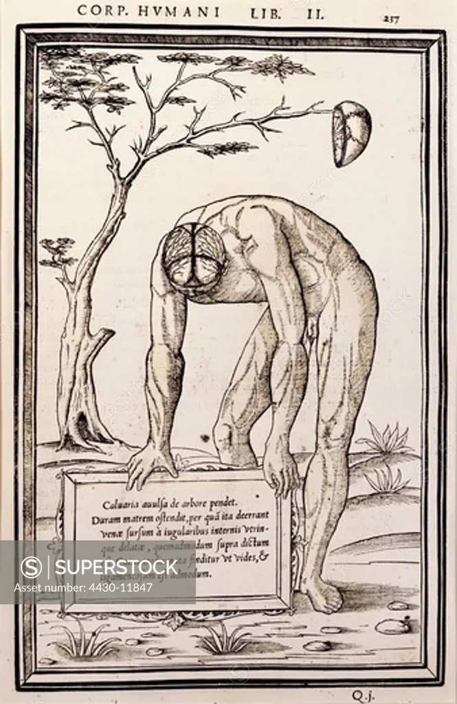 medicine anatomy brain woodcut ""Corporis humani Liber II"" by Henri d` Estienne Lyon 1543 - 1555 private collection,
