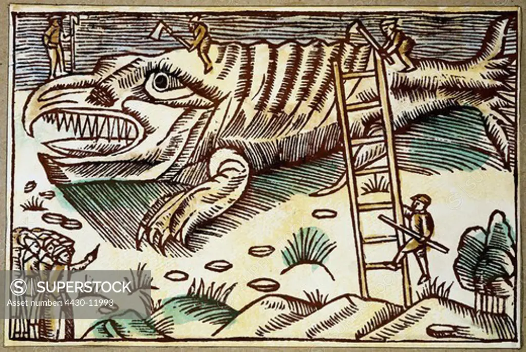 fishing whaling peeling of a stranded whale woodcut ""Historia de gentibus septentrionalibus"" by Olaus Magnus Rome 1555 private collection,