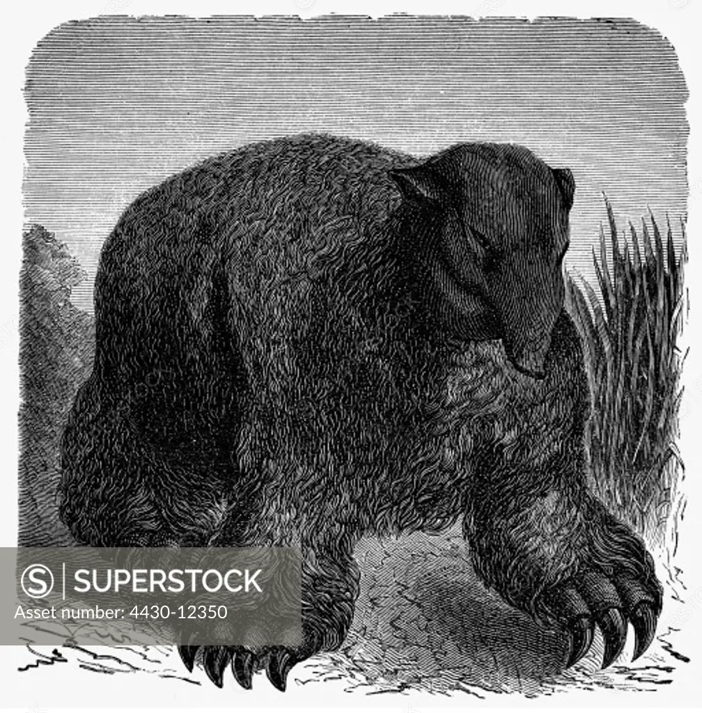prehistory, animals, ground sloth, illustration, wood engraving, circa 1870,