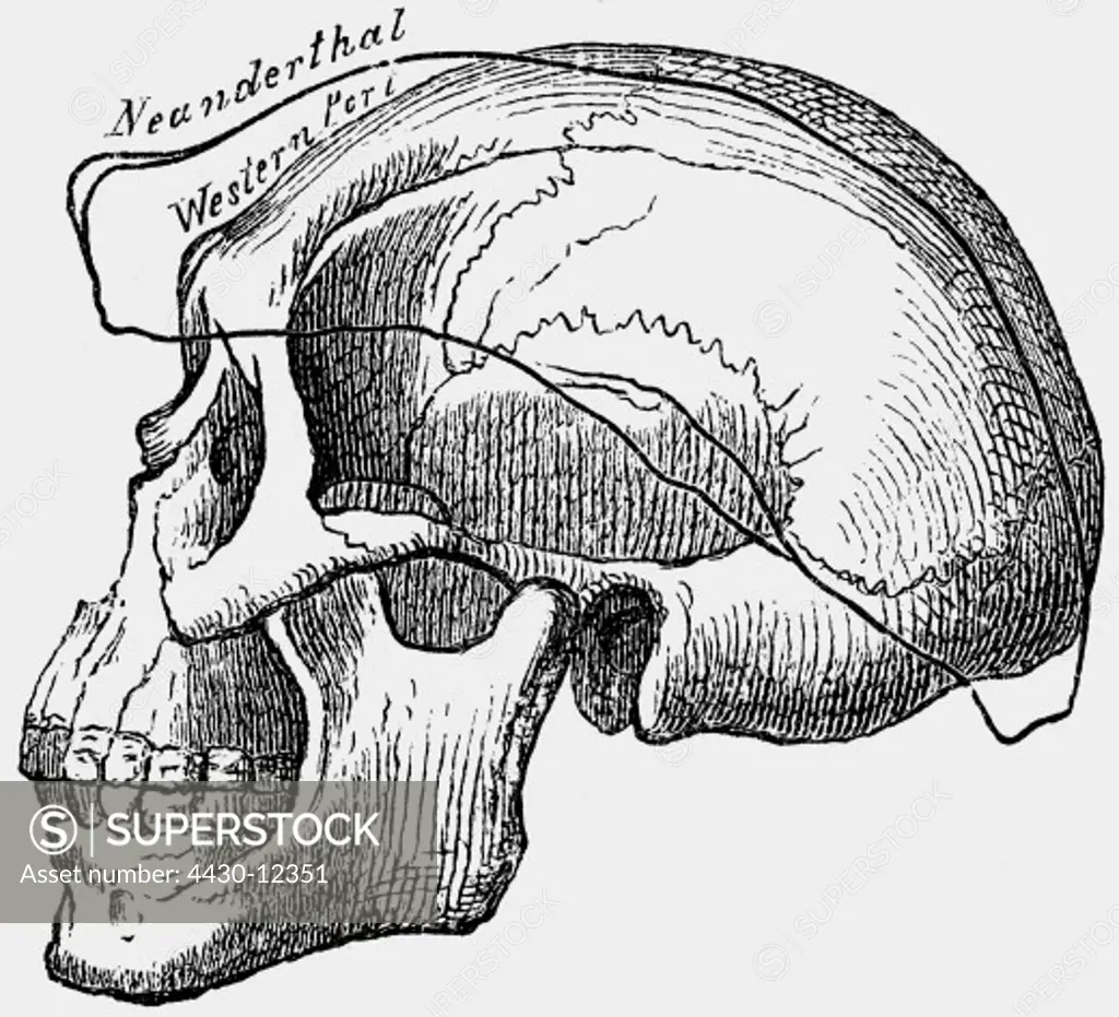 aeon / prehistory, people, prehistoric men, skull of a Australoid man compared to a skull of a Neanderthal man, illustration, wood engraving, circa 1870,