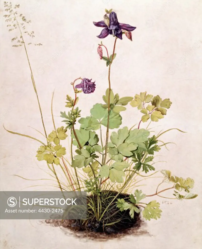 fine arts, D™rer, Albrecht (1471 - 1528), ""Akelei"", (""Aquilegia""), 1526, watercolour and tempera on paper, Albertina Graphics Collection, Vienna, historic, historical, Europe, Germany, 16th century, renaissance, nature, botany, plants, detail, flower, Duerer, Durer,