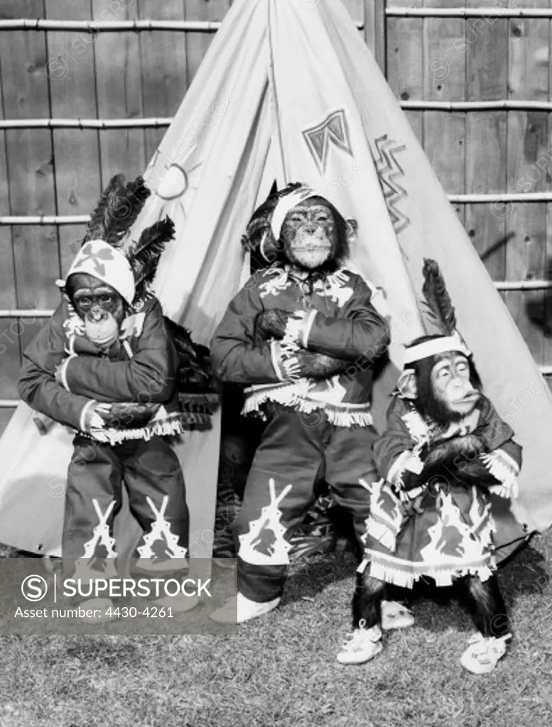 zoology animals monkeys dressed up as Indians in front of a tent 1960s,