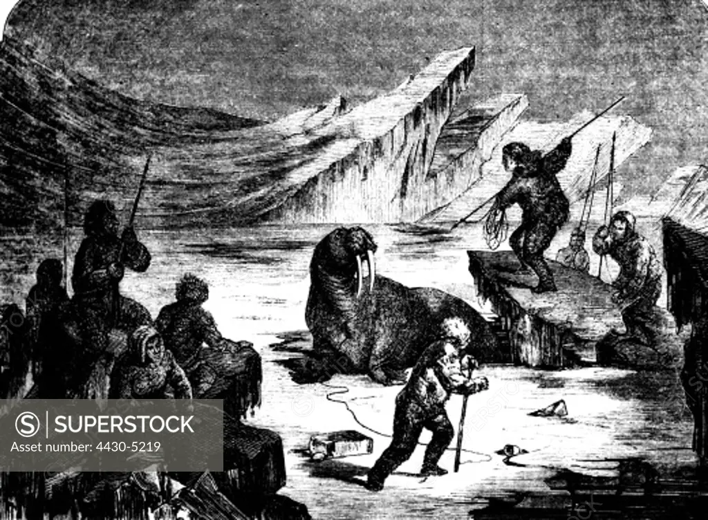 hunting seals and whales hunt for walruses wood engraving 19th century,